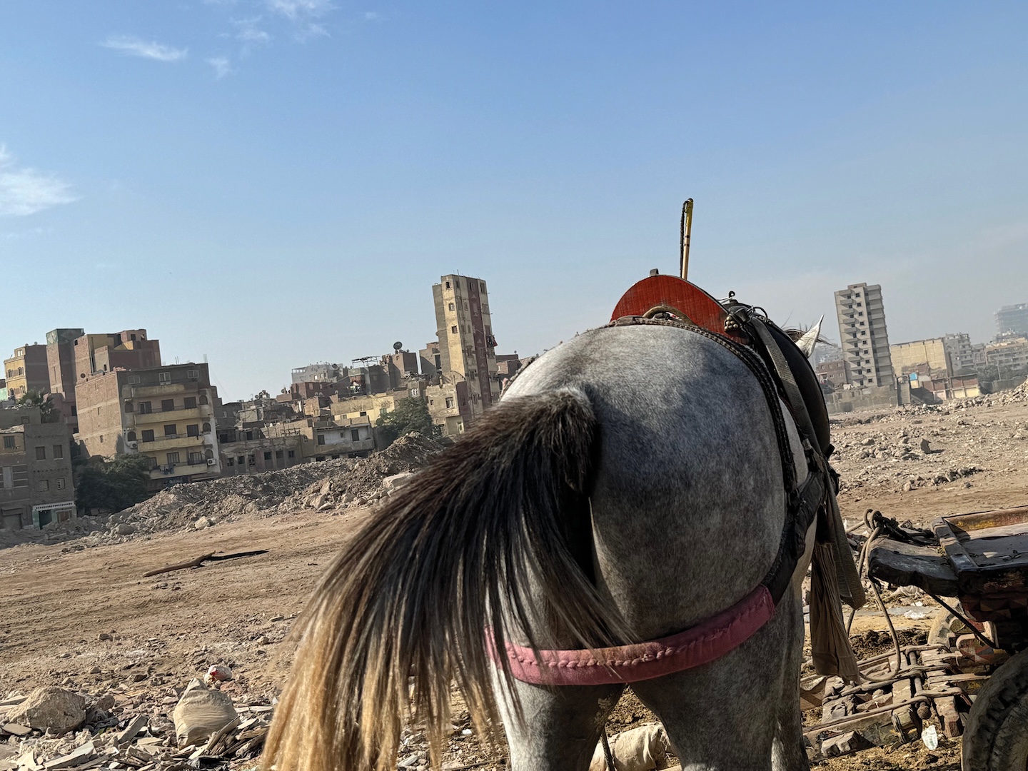Horse